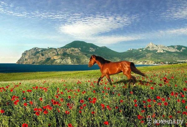 Степные кони Туркменистан