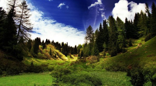 Красивые виды леса