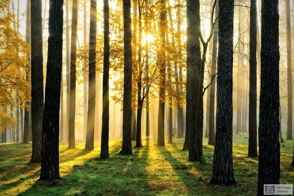 Красивые леса