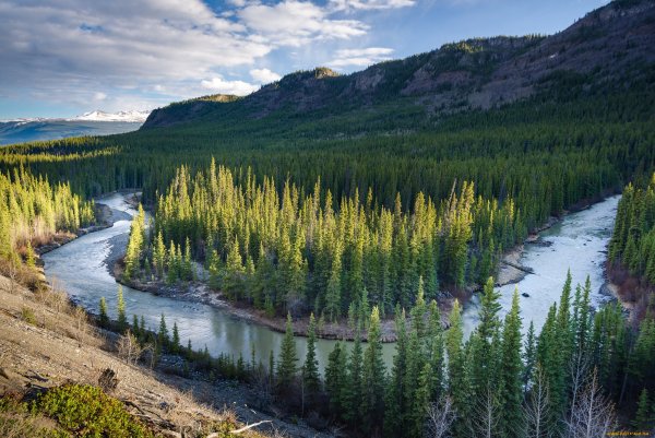 Леса Коми ЮНЕСКО