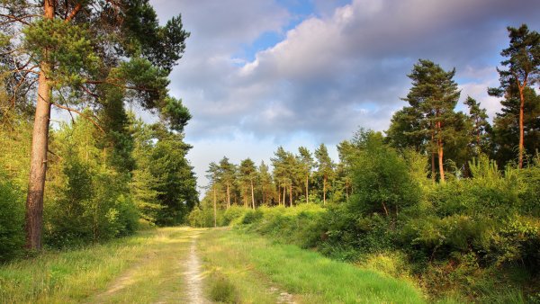 Лес Псковская область Сосновый Бор