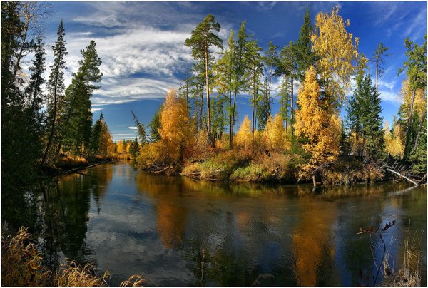 Леса ХМАО Югры