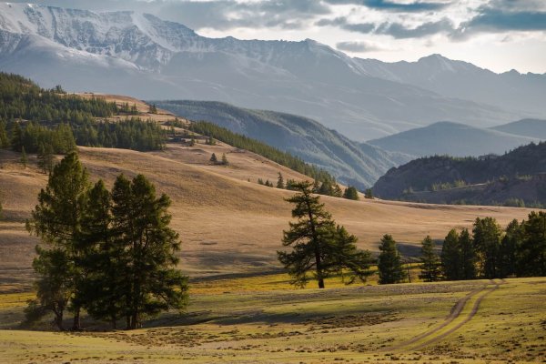 Природа Тувы Тайга