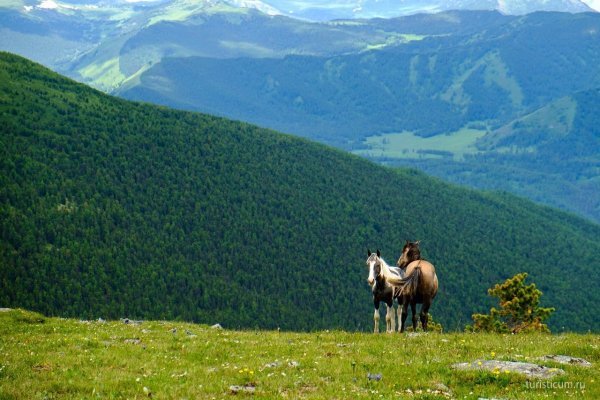 Горный джайлоо Алтай