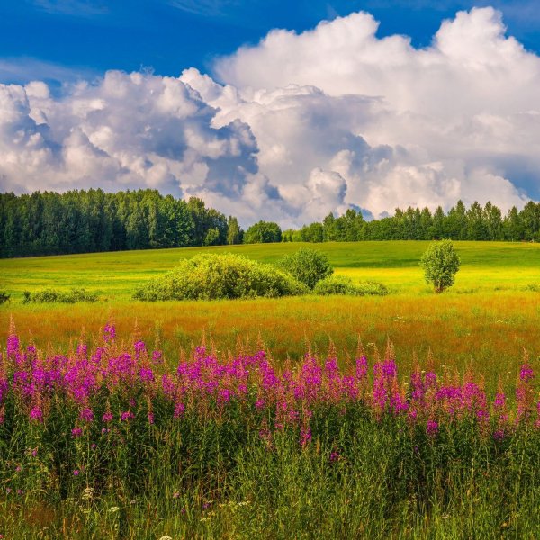 Летний пейзаж