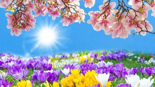 Весенние цветы