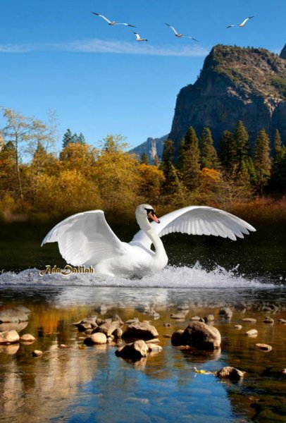 Природа птицы