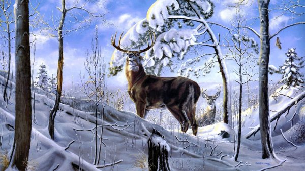 Красивые зимние пейзажи с животными