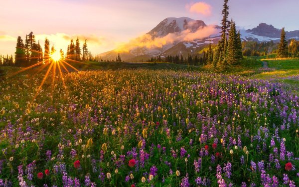 Природный парк Куркино люпиновое поле