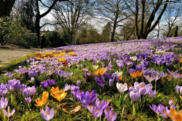 Цветочная Поляна