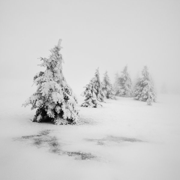 Монохромный зимний пейзаж