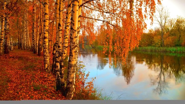 Березовая речка Алтайский край