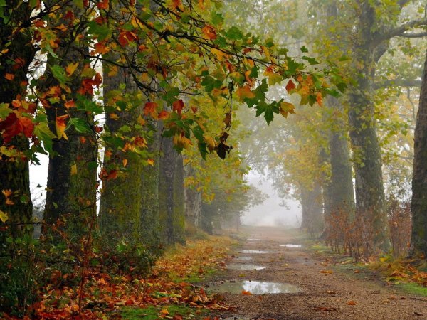 Эдуард Гордеев дождливый Петербург
