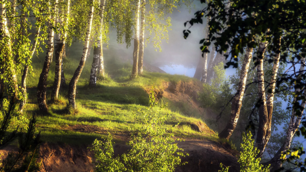 Березовая роща на Руси