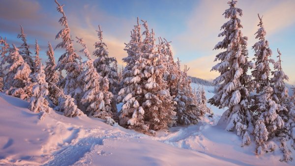 Зимой в лесу