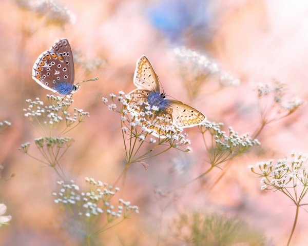 Природа в пастельных тонах