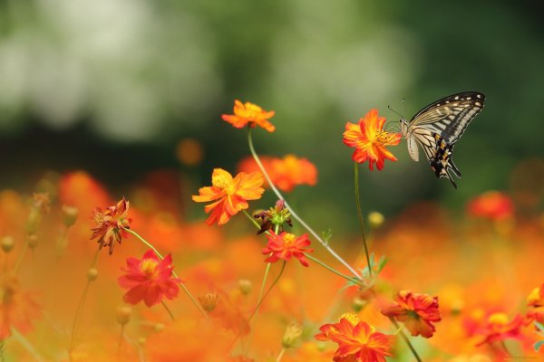 Порхающие цветы бабочки