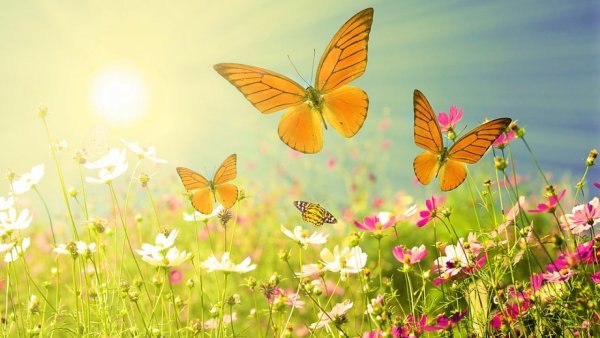 Бабочки летают над лугом