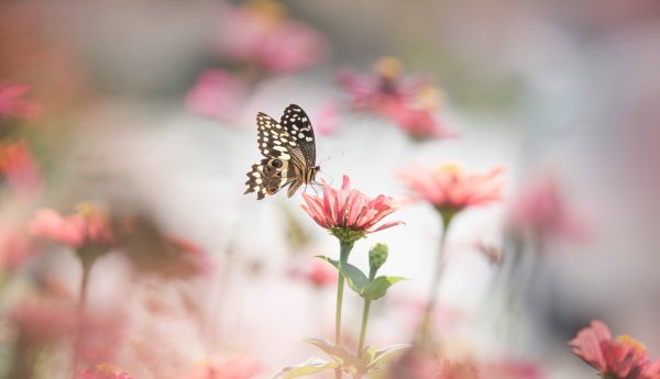 Нежные бабочки