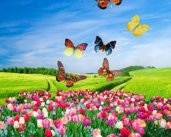 Полянка с цветами и бабочками