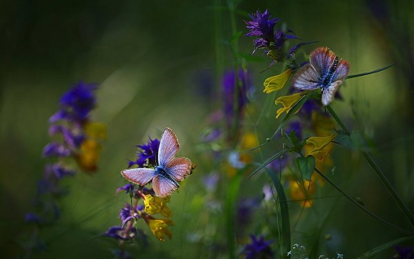 Полевые цветы макромакро