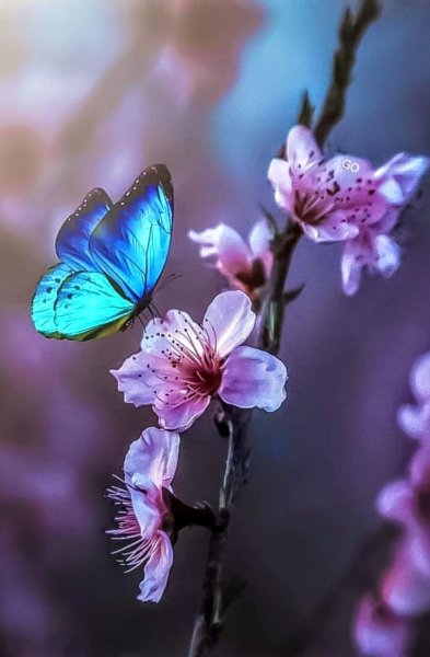 Бабочка на ветке