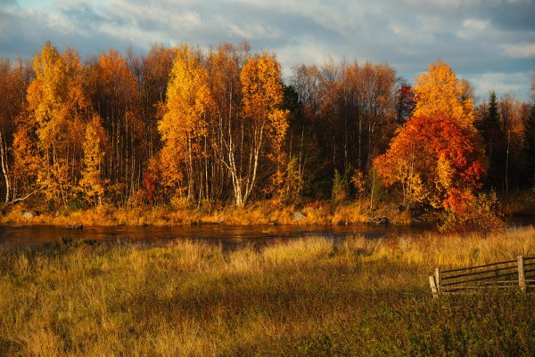 Осенний лес в деревне