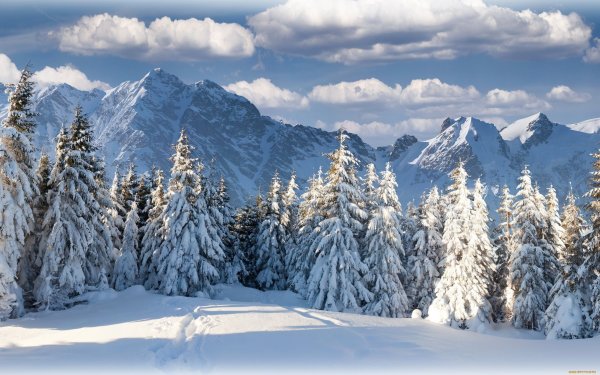 Снежный лес