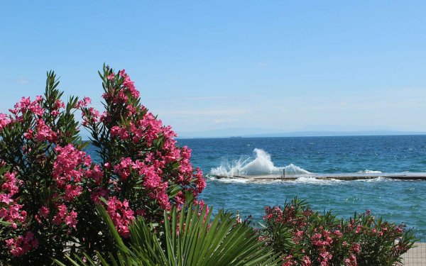 Олеандр Абхазия набережная