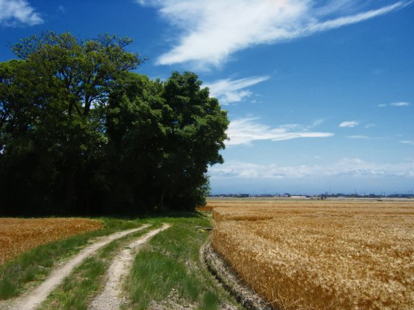 Краснодарский край Казачья станица Подсолнухи