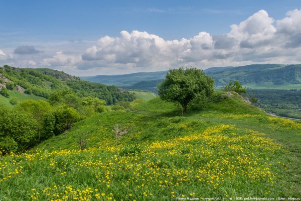 Подсолнуховые поля Краснодарский край