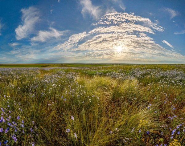 Шарчинская степь