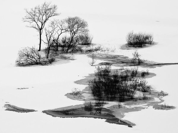 Природа Графика черно белая