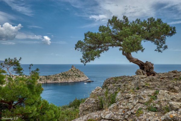 Сосна мыс Капчик