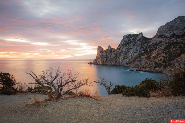 Крымская сосна Алушта