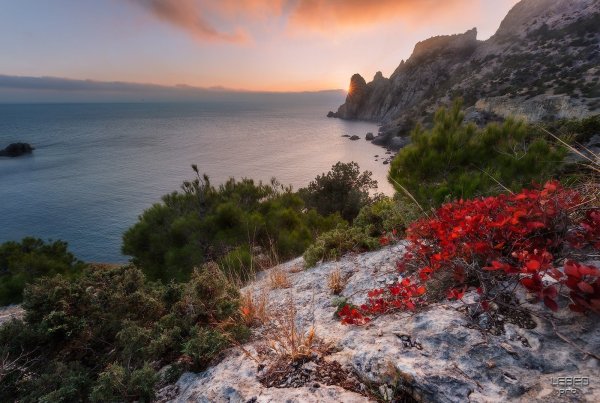 Природа Крым можжевеловая роща