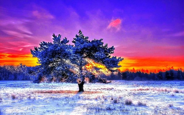 Зима солнце