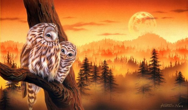 Сова в лесу на закате