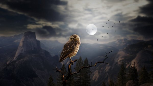 Пейзаж с совой