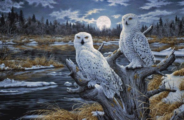 Полярная Сова живопись
