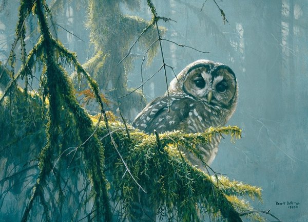 Robert Bateman Сова