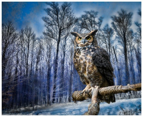 Совообразные Филин