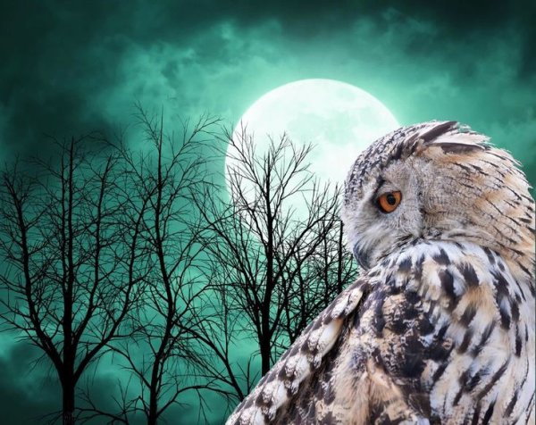 Сова на фоне Луны