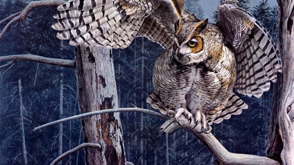 Карл Брендерс Сова иллюстрации