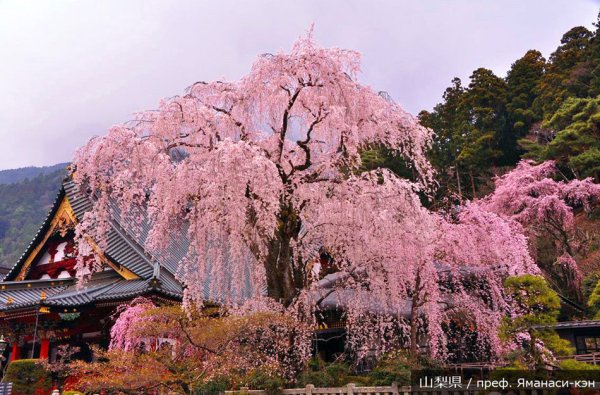 Цветущие Долины Яманаси, Япония