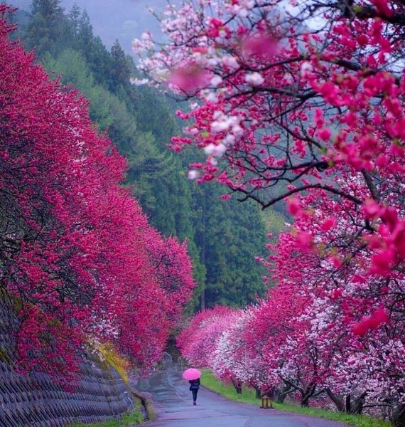 Китай дерево Сакура