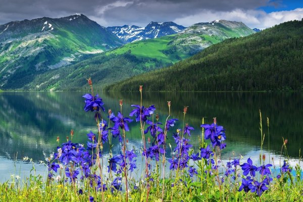 Лес озеро солнце