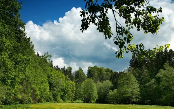 Лиственный лес в Германии