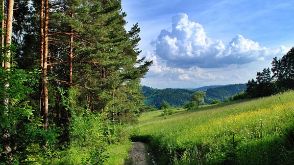 Летом в лесу