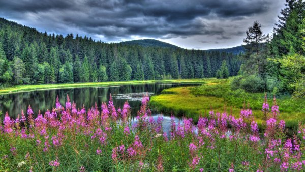 Лес река цветы